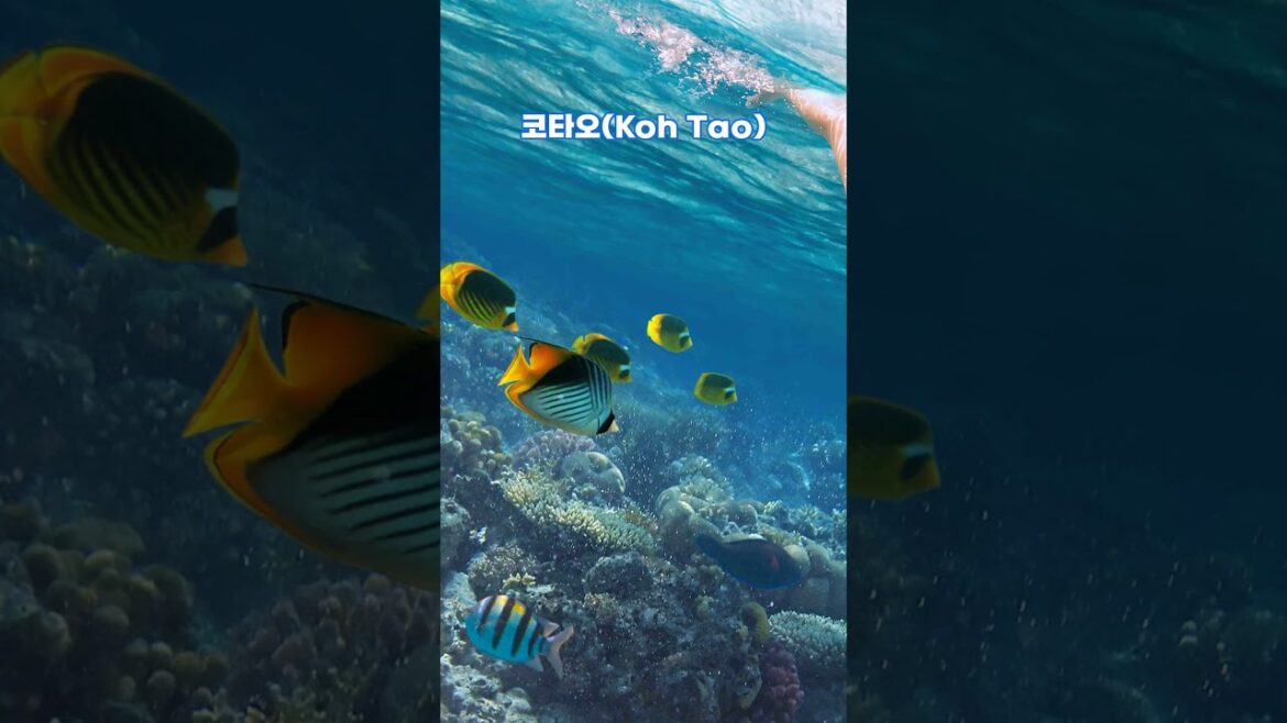 스노클링, 바다의 아름다움 즐기기. 세계 최고의 스노클링 명소 TOP 7