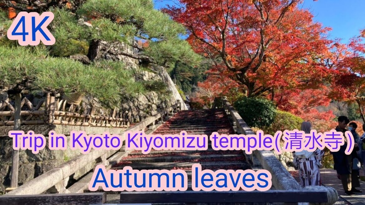 Trip in Kyoto Kiyomizu temple(清水寺) Autumn leaves l mom-jptravel