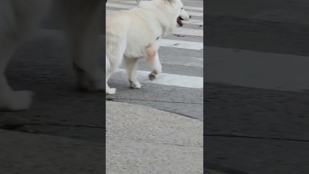 labrador is meeting up with akita bulldog and mastiff