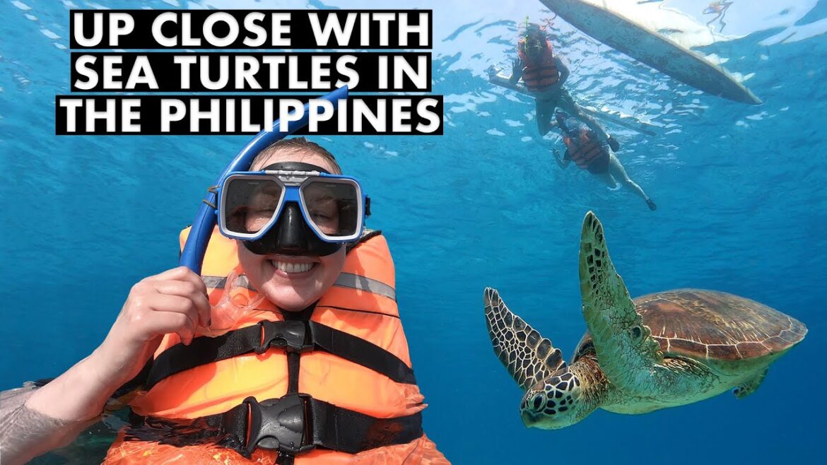 Up Close with Sea Turtles in the Philippines