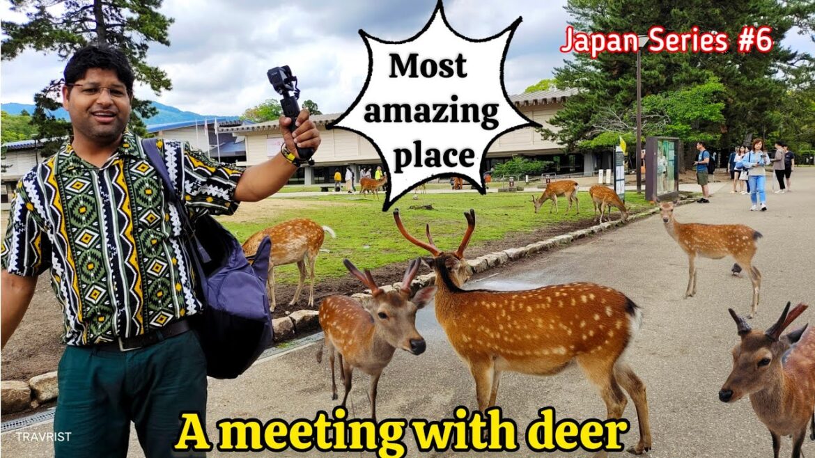 Nara city Japan | Unique place of Japan | Japan trip 2023 Nara city Japan | Unique place of Japan | Japan trip 2023