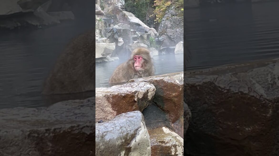Snow Monkey #shorts #animalshorts #travel #animals #nagano #snowmonkey #macaques #wildlife #japan