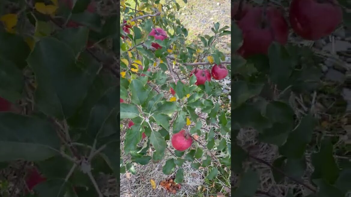 "Apple Picking"  Azumino/Nagano/Japan Trip-Log #shorts