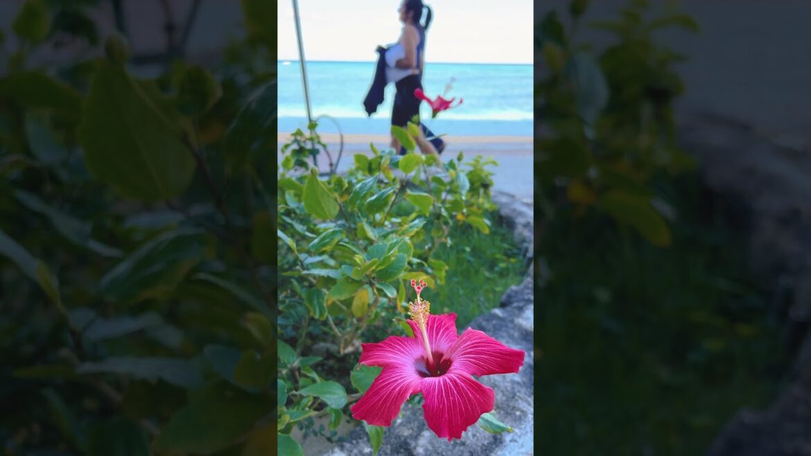 午前中のビーチの様子🏖 #沖縄 #beach #リザンシーパークホテル谷茶ベイ