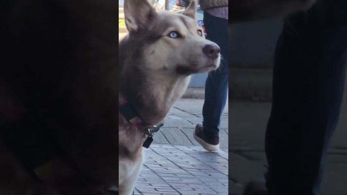 husky is looking forward to playing with bulldog, akita and labrador