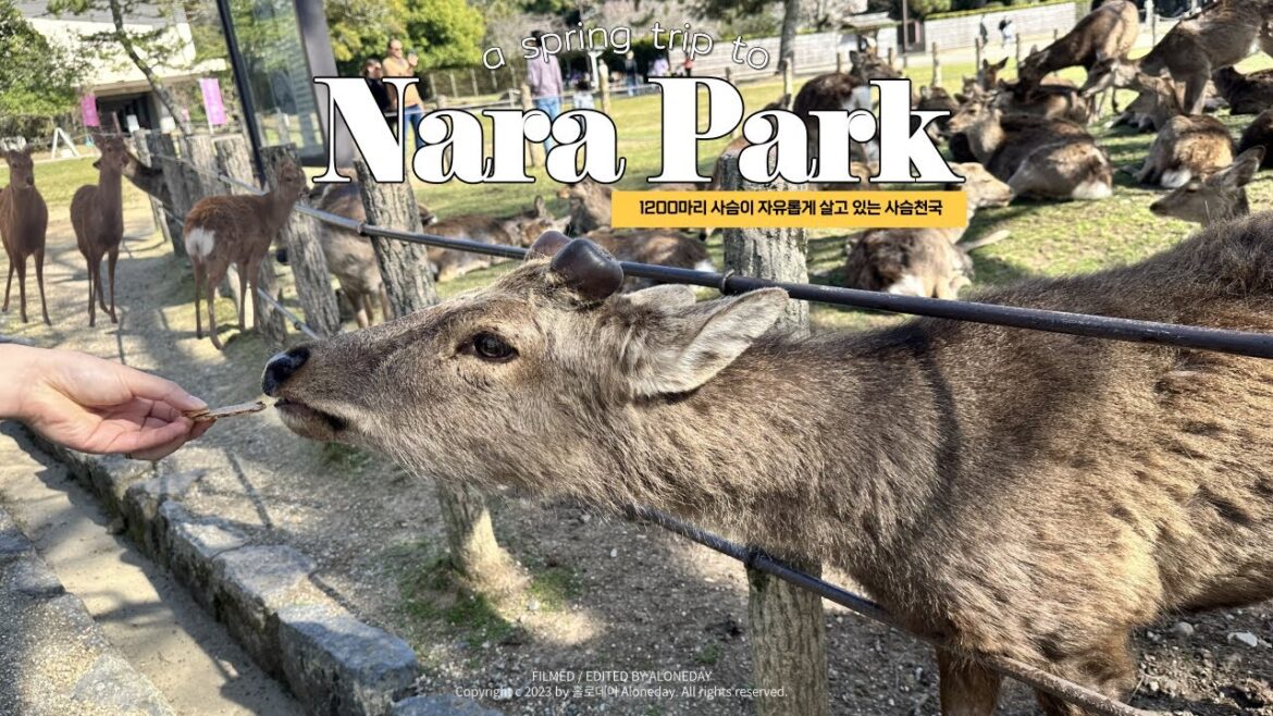 일본 여행 브이로그🇯🇵 사슴천국 🦌 나라 ,교토 당일치기 여행 일본 여행 브이로그🇯🇵 사슴천국 🦌 나라 ,교토 당일치기 여행