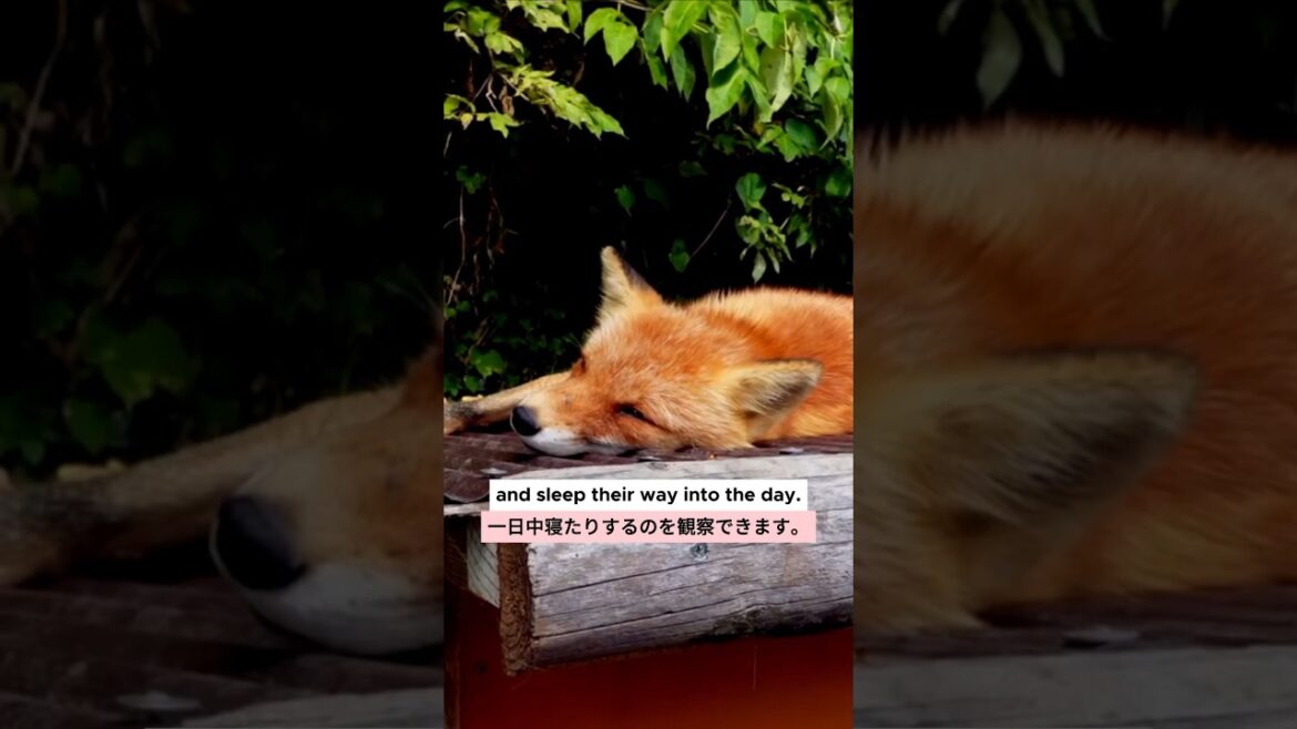 Meet red foxes up close in this Hokkaido Hidden Gem | Kitakitsune Farm | Kitami Travel