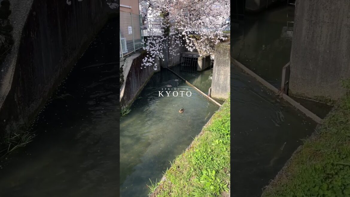 Spring In Kyoto Spring In Kyoto