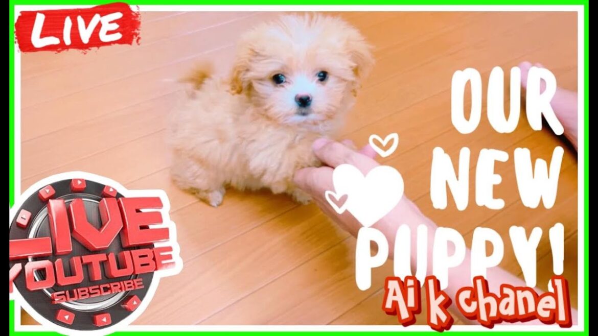 Good vibes live stream #connect#shout out