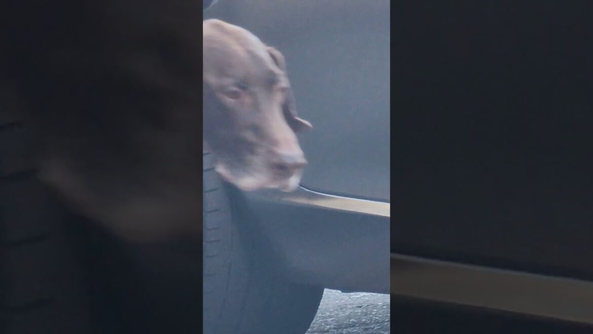 cute dog is looking for corgi and akita