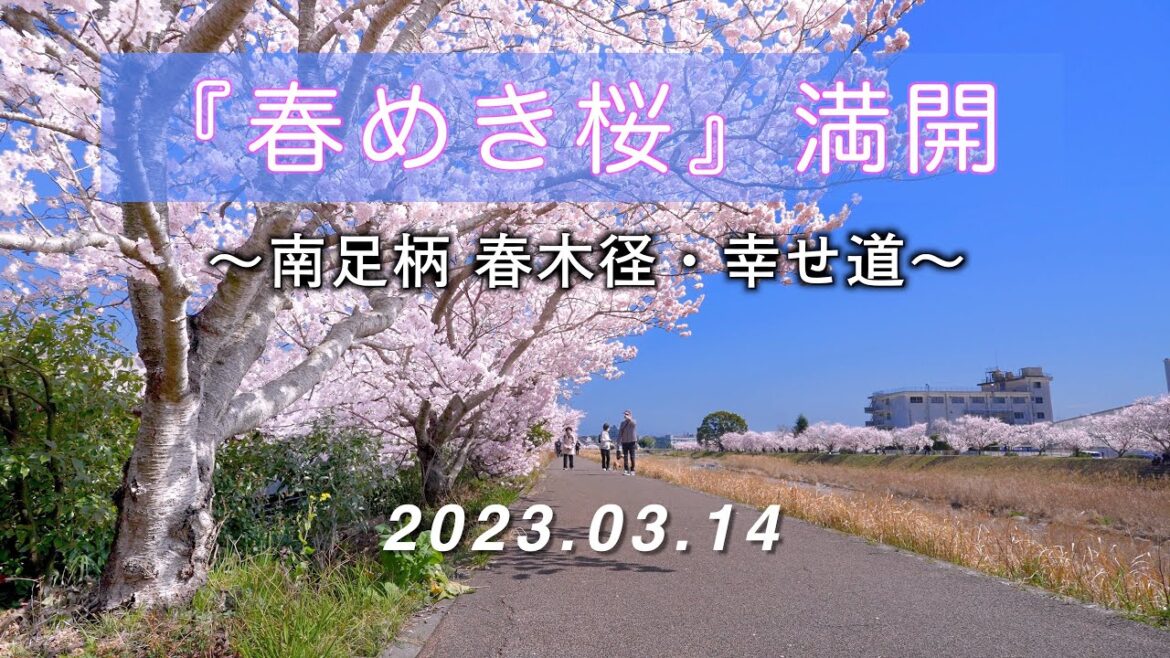 2023.03.14 満開の『春めき桜』 / 南足柄 春木径・幸せ道 [4K] Cherry Blossoms