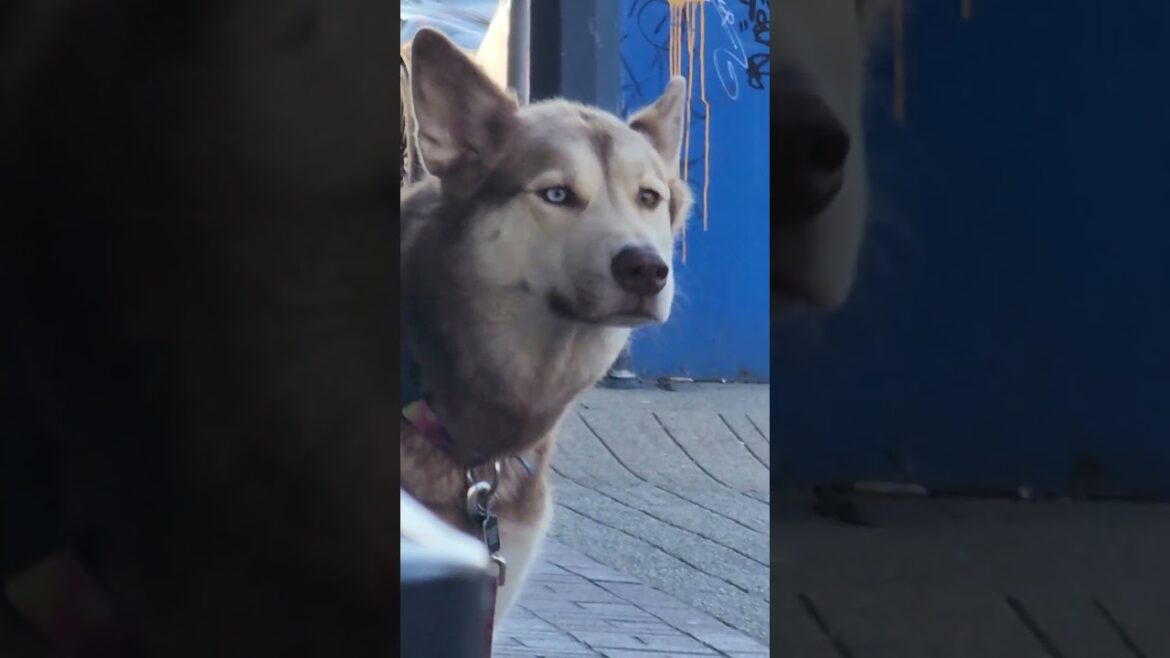 husky is thinking where to meet up with corgi akita shiba inu bulldog pyranee friends husky is thinking where to meet up with corgi akita shiba inu bulldog pyranee friends