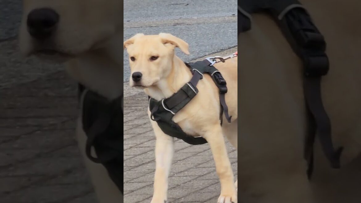cute dog going to meet up with pyrenee corgi akita husky and bulldog at the party