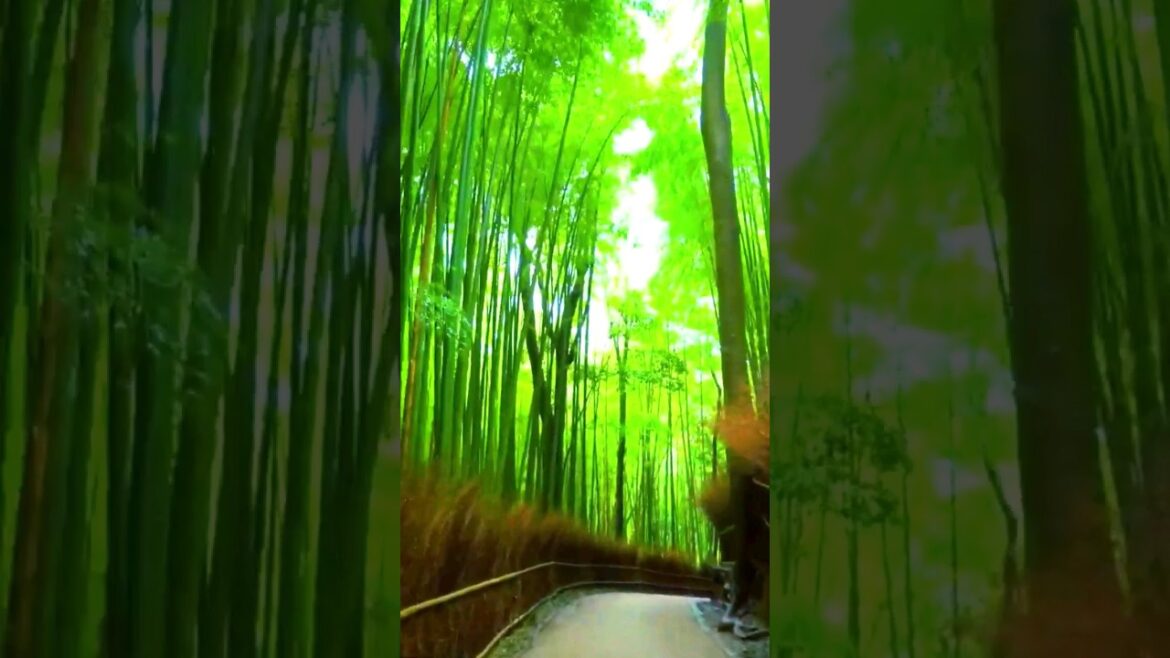 Most beautiful places in Japan 🇯🇵  #adventure #nature #travel #explore #shorts #japan