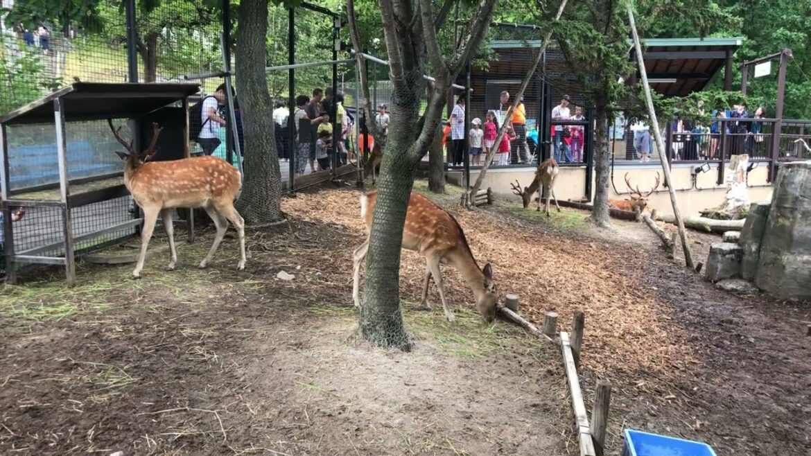 Zoo in japan #japan #naritasajan #travel #animals
