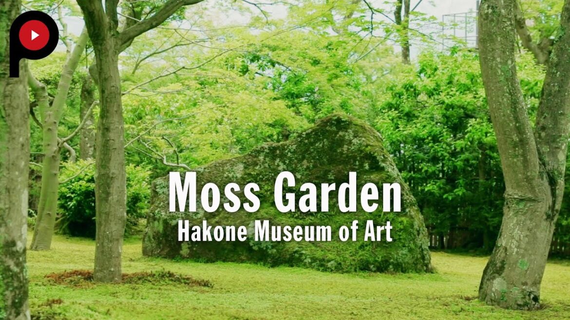 【箱根美術館の苔庭】 A mysterious garden home to 130 different types of moss | Hakone Museum of Art