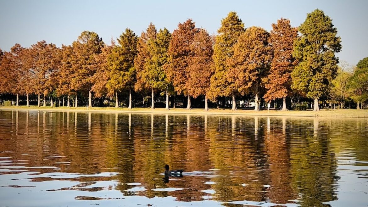[Japan Travel] Metasequoia Autumn Scenery in Tokyo : Mizumoto Park 水元公園の秋：メタセコイア風景