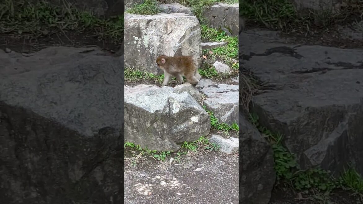 Snow Monkeys #shorts #animalshorts #travel #animals #nagano #snowmonkey #macaques #wildlife #japan Snow Monkeys #shorts #animalshorts #travel #animals #nagano #snowmonkey #macaques #wildlife #japan