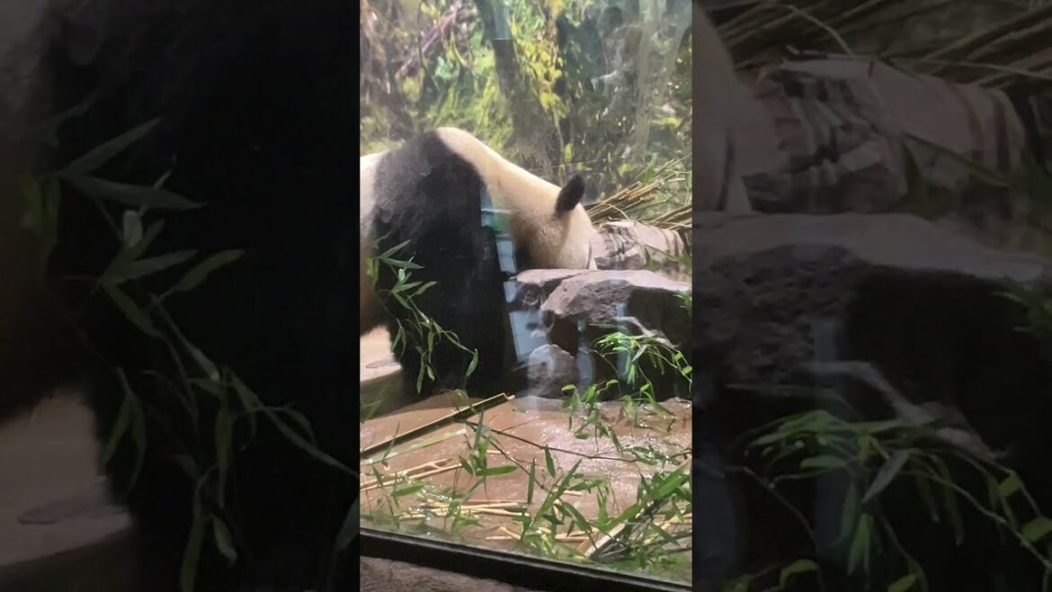 歩み ジャイアントパンダ てくてく #Shorts