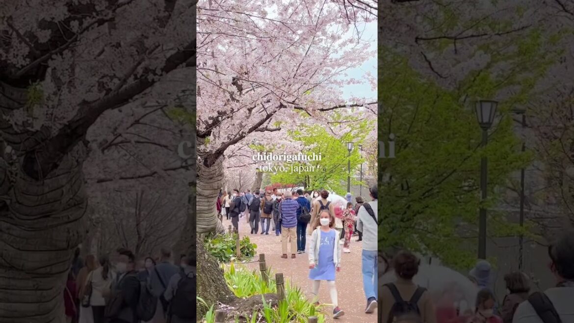 Chidorigafuchi (Tokyo, Japan) #japan #japanese #tokyo #travel #sakura #nature #vlog #shorts #fyp Chidorigafuchi (Tokyo, Japan) #japan #japanese #tokyo #travel #sakura #nature #vlog #shorts #fyp
