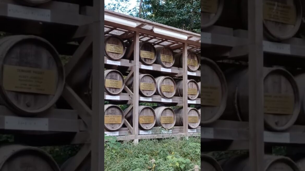 【TOKYO】The Wine Barrel in Shrine!? Please see for yourself - Meiji Jingu