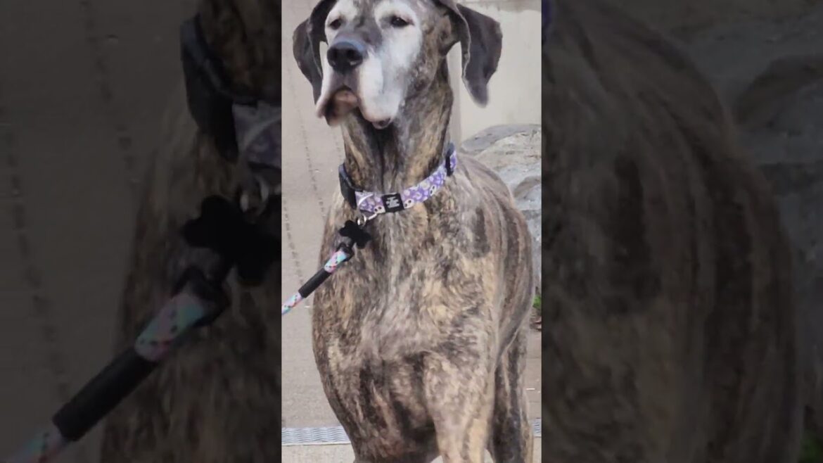 saint bernard looking forward to meet up with husky bulldog and akita