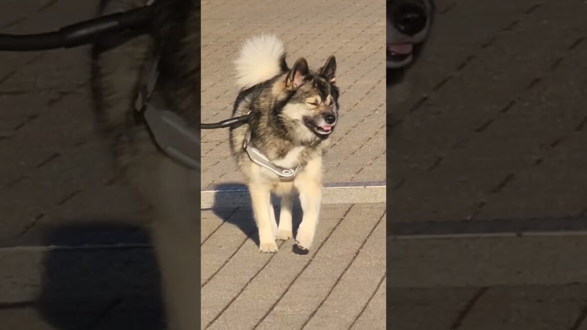 husky is looking for corgi akita and bulldog husky is looking for corgi akita and bulldog