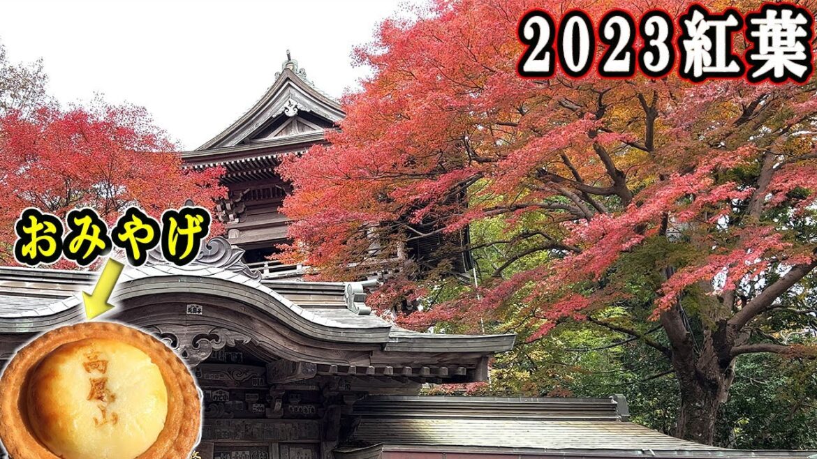 【高尾山】2023紅葉のピーク、高尾山に登ってきました！Autumn leaves of Mt. Takao, famous japanese mountain.