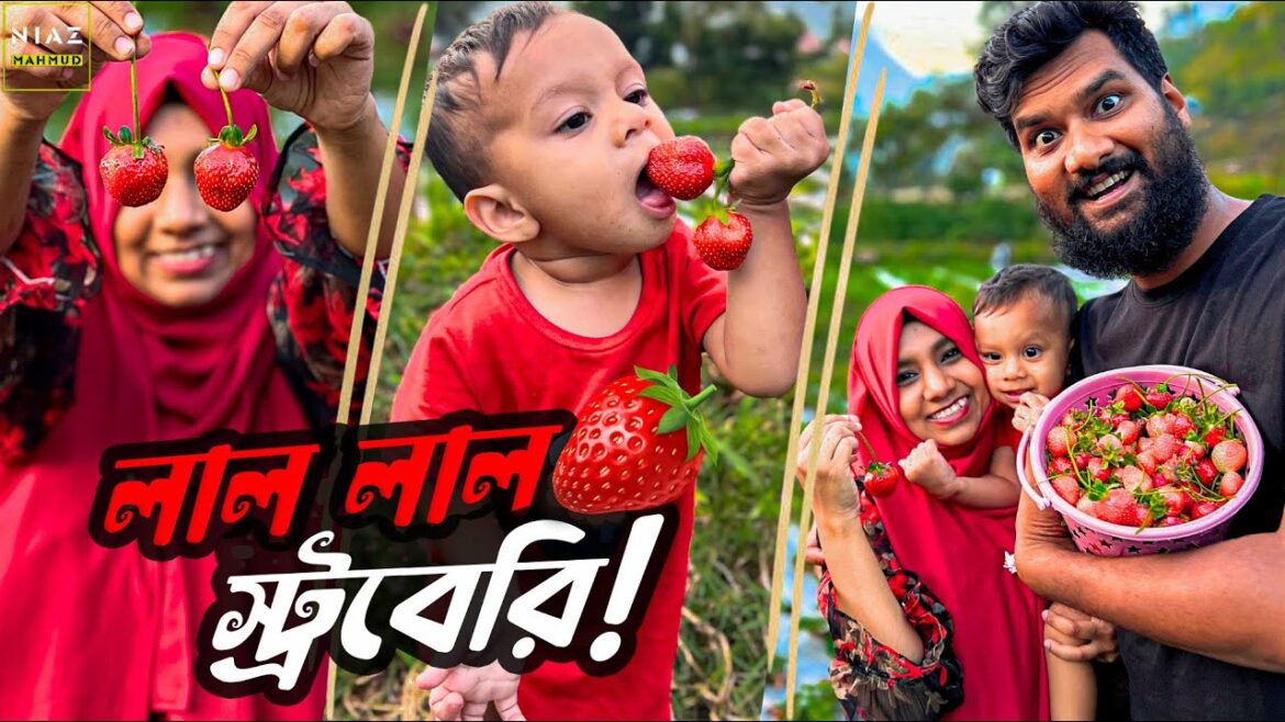 বাগান থেকে রসালো লাল লাল স্ট্রবেরি তুলে খাওয়ার ইচ্ছাপূরণ🍓| Strawberry with Petuk Couple | Indonesia