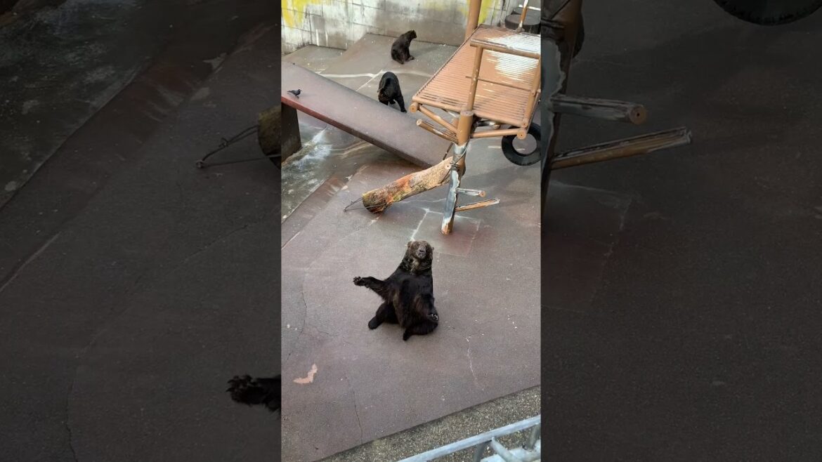 Bear Feeding At Shinzan Bear Ranch - Hokkaido, Japan