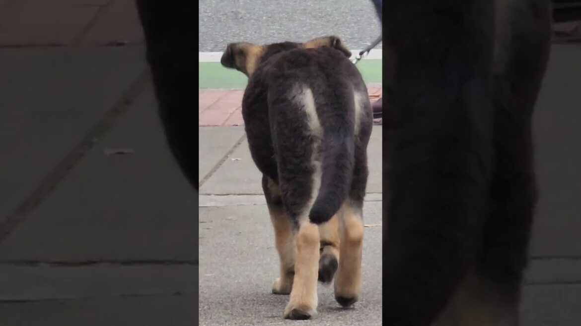 cute dog looking for akita shiba inu great dane and corgi