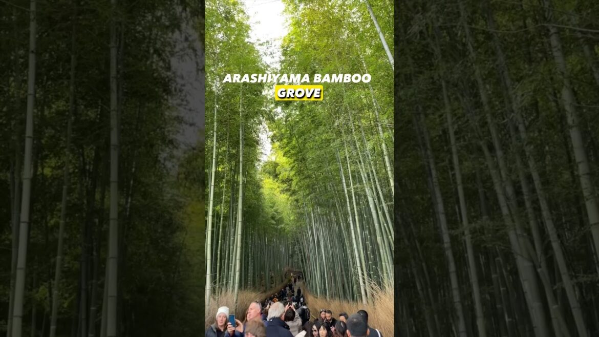 Day trip from Osaka #osakajapan #daytriposaka #osakatrip