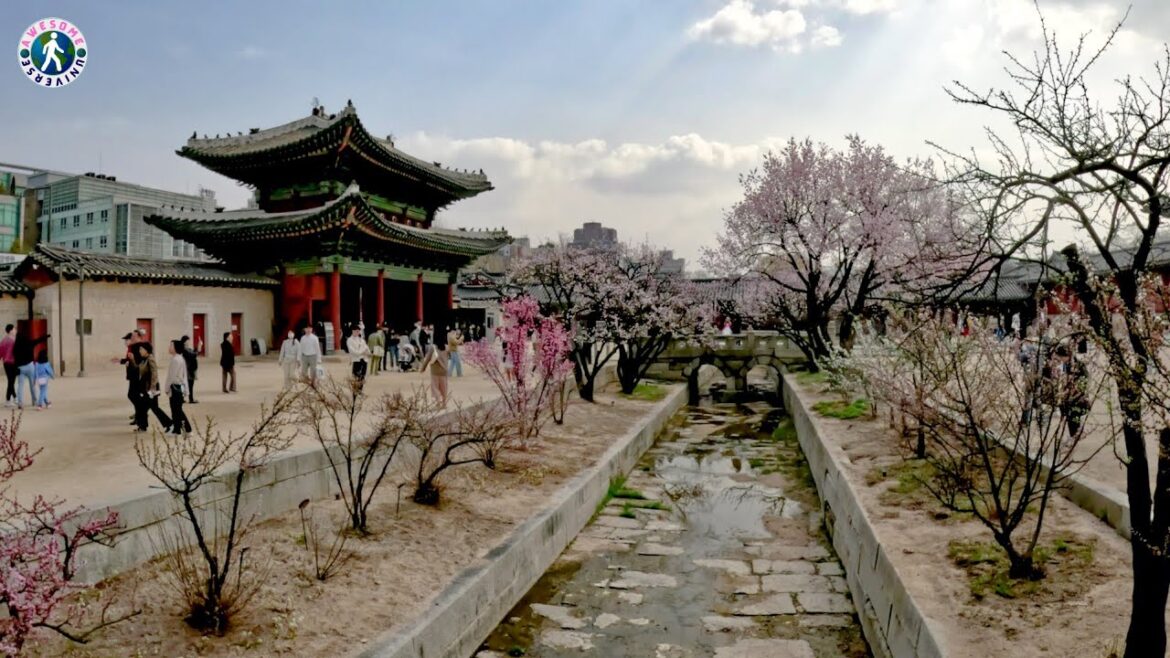 [4K HDR] Cherry Blossom Seoul 2023 at Changgyeonggung Palace | Walking Tour Korea 창경궁