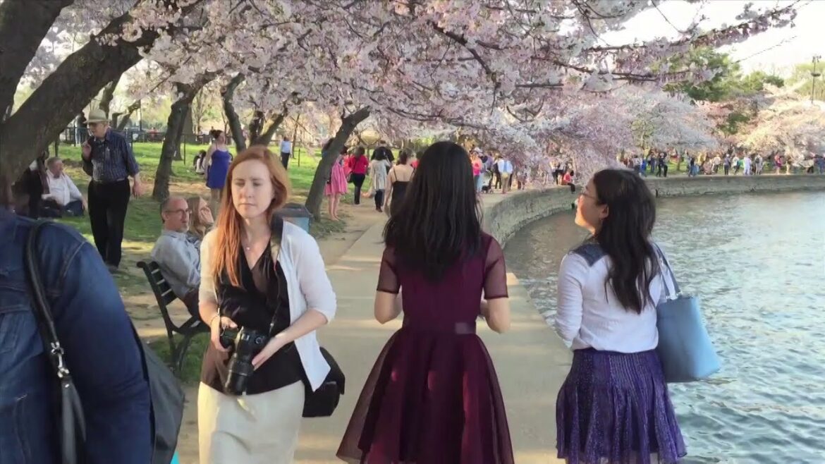 Cherry Blossoms in Peak Bloom in Washington, DC Cherry Blossoms in Peak Bloom in Washington, DC