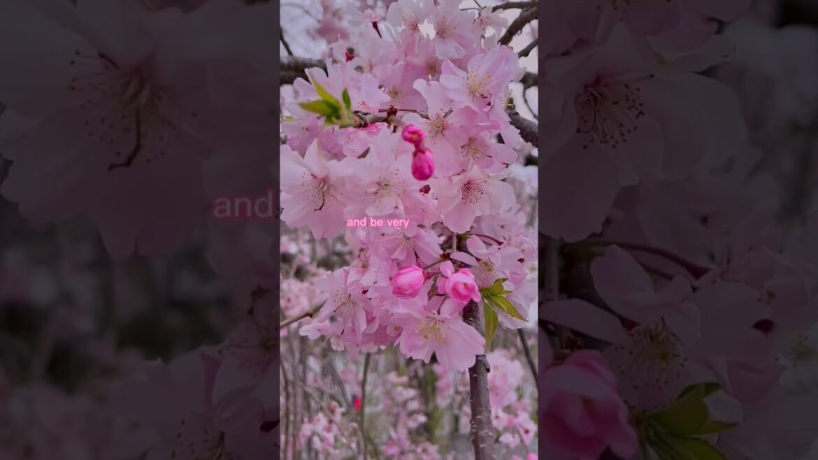 🌸🇯🇵 Cherry blossom viewing etiquette! WELCOME TO JAPAN!
