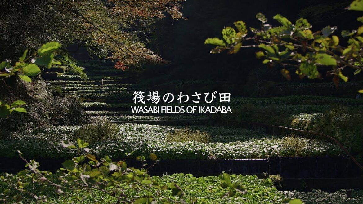Ikadaba Wasabi Field - Shizuoka - 筏場のわさび田