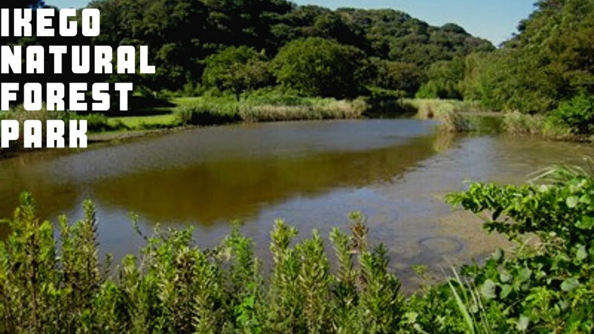 Ikego Base Housing Japan Forest Natural Park Tour