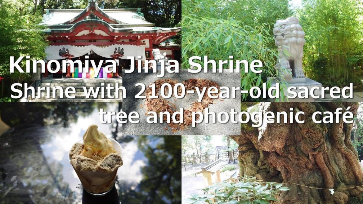 Kinomiya Jinja Shrine, Atami, Japan - Shrine with 2100-year-old sacred tree and photogenic café
