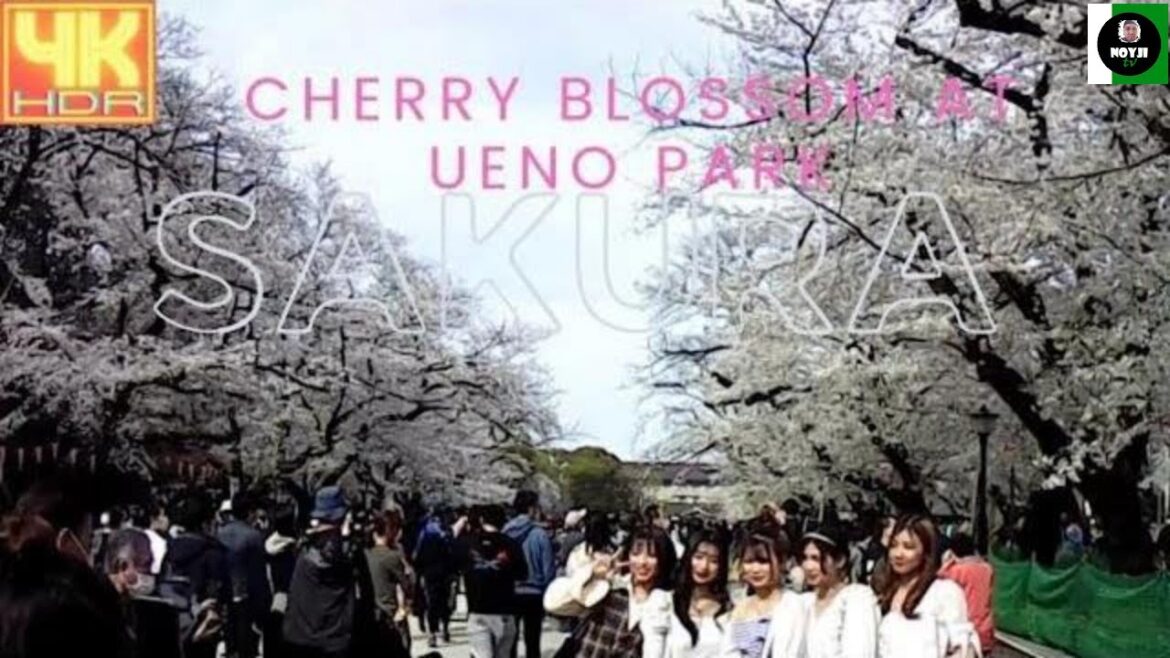 SAKURA | CHERRY BLOSSOM | 上野公園 | UENO PARK | JAPAN WALK | 4K @NOYJITV