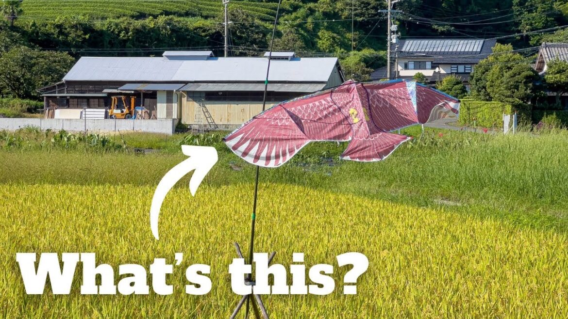 What’s this?  /  Exploring the Japanese Countryside What's this?  /  Exploring the Japanese Countryside