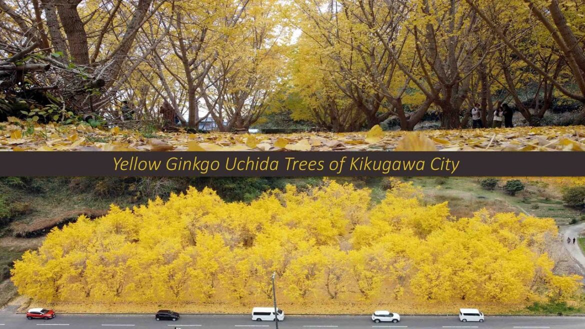 Yellow Ginkgo Uchida Trees of Kikugawa City Yellow Ginkgo Uchida Trees of Kikugawa City