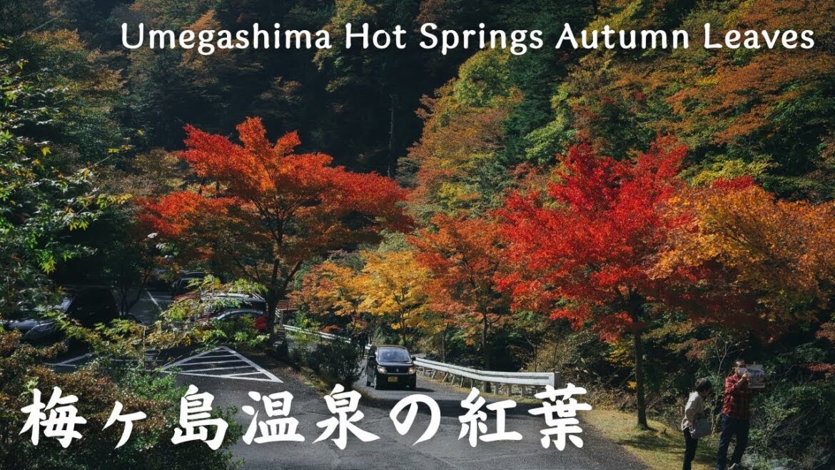 【4K】梅ヶ島温泉の紅葉 – Umegashima Hot Springs / Autumn Leaves / 紅葉 / Japan / α7SⅢ / DJI Osmo Pocket3 【4K】梅ヶ島温泉の紅葉 - Umegashima Hot Springs / Autumn Leaves / 紅葉 / Japan / α7SⅢ / DJI Osmo Pocket3