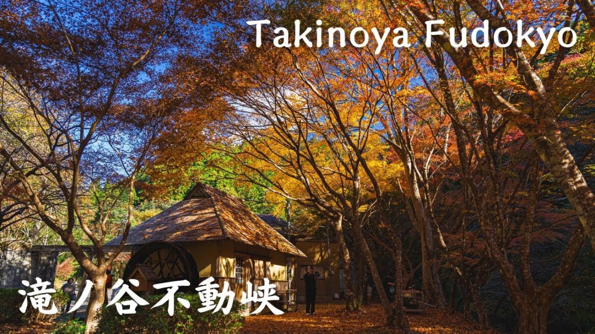 【4K】滝ノ谷不動峡 -  Takinoya Fudokyo / Autumn Leaves / 紅葉 / 藤枝 / 滝ノ谷もみじ公園 / Japan / α7SⅢ