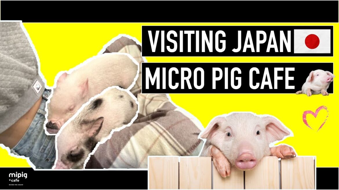 Must-See Tokyo Micro Pig Cafe Tour: Trending Travel and Adorable Animals