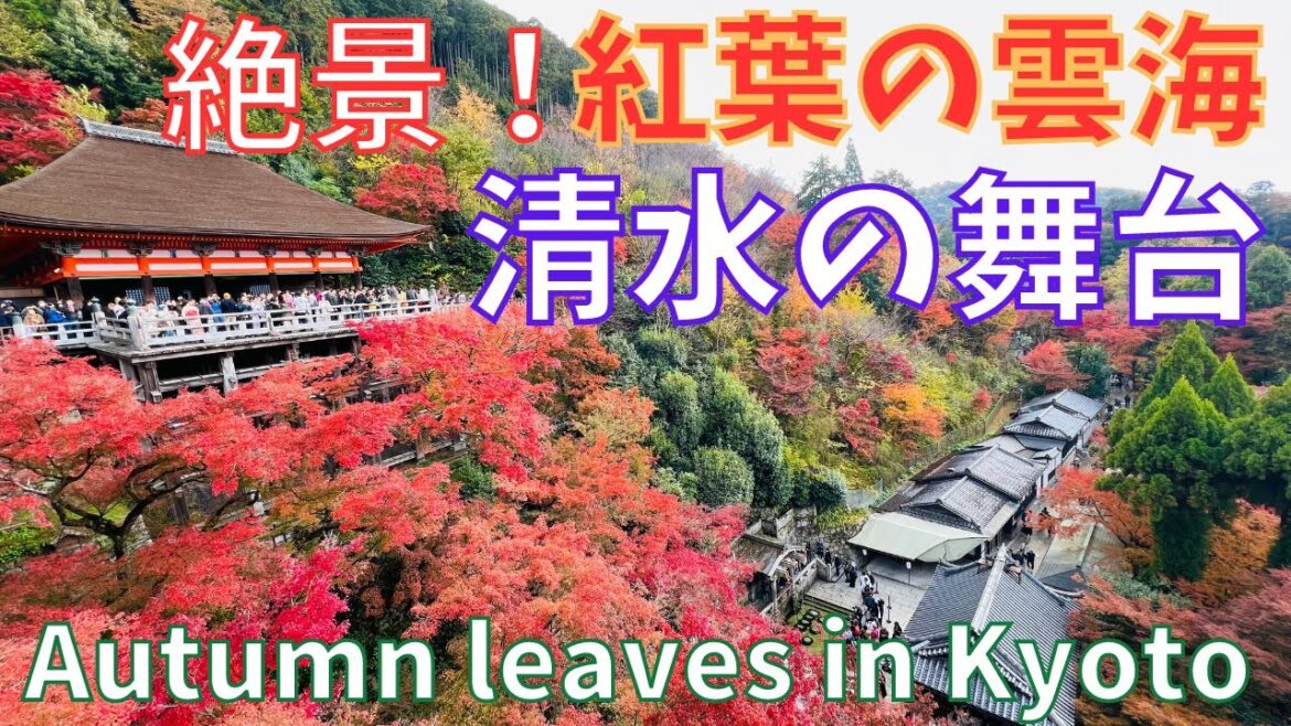🍁絶景⛩️京都の紅葉〔清水寺〕🍁Great view❗Autumn leaves 🍁Kiyomizu Temple Kyoto Japan 🍁絶景⛩️京都の紅葉〔清水寺〕🍁Great view❗Autumn leaves 🍁Kiyomizu Temple Kyoto Japan