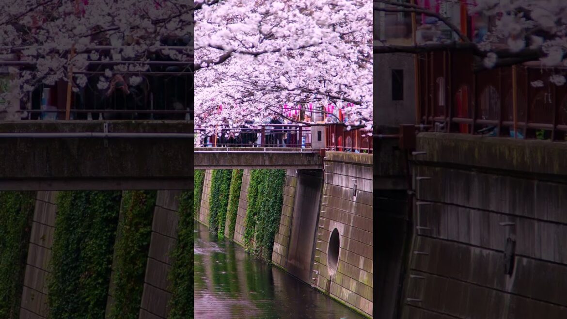 UNREAL Places In Japan #japan #japantravels #travel