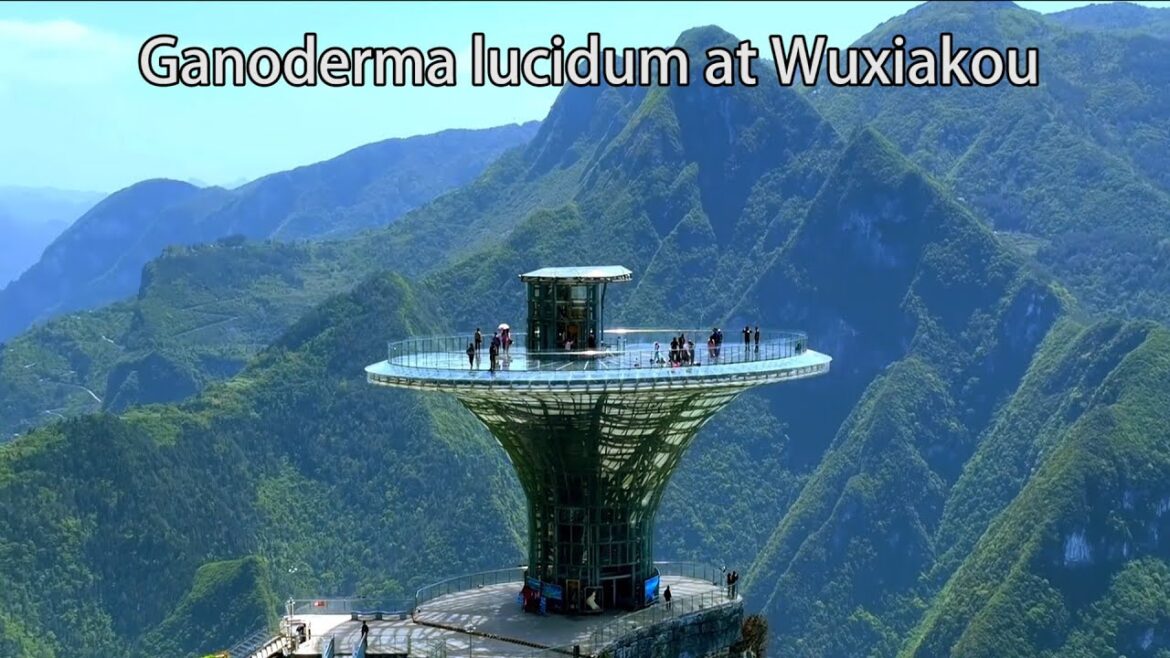 Aerial China：The first bend of the Yangtze River - Wuxiakou - Ganoderma lucidum at 長江第一拐－巫峽口-巫峽口靈芝仙台