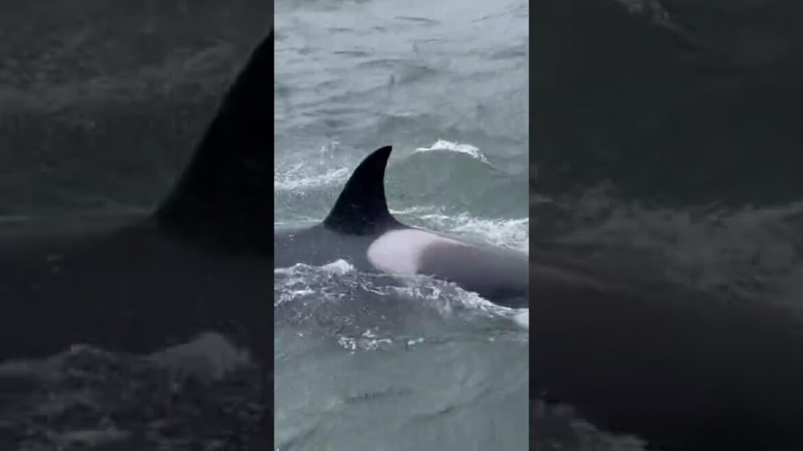 Most amazing experience! More in full video! #Orcas #Travel #Alaska #cruising #GlacierExcursion Most amazing experience! More in full video! #Orcas #Travel #Alaska #cruising #GlacierExcursion