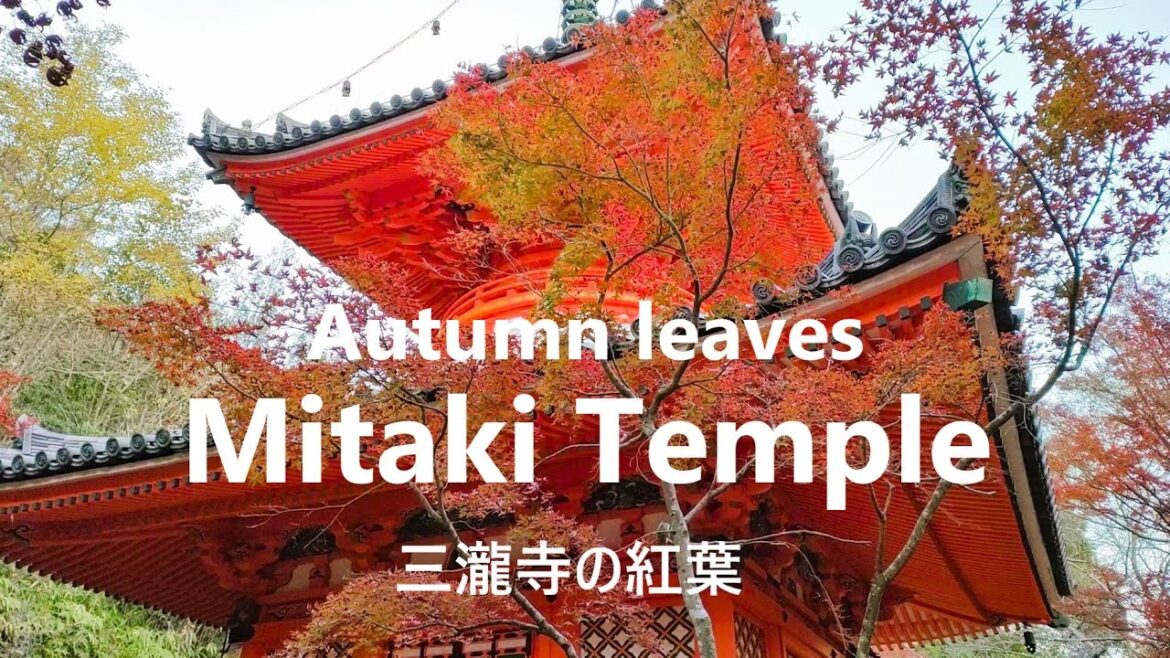 Autumn leaves Mitaki Temple #三滝寺 #紅葉 ～#弘法大師 Shingon Buddhism #広島市 Hiroshima travel #多宝塔 Pagota 天狗