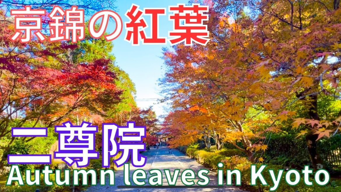 🍁絶景⛩️京都の紅葉〔嵯峨〕二尊院🍁Great view❗Autumn leaves 🍁Nisonin Temple Kyoto Japan 🍁絶景⛩️京都の紅葉〔嵯峨〕二尊院🍁Great view❗Autumn leaves 🍁Nisonin Temple Kyoto Japan
